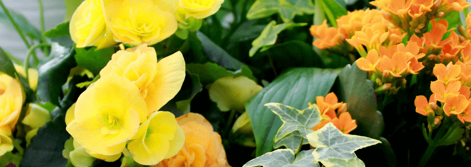 Welcome to Sunnydale Garden Centre