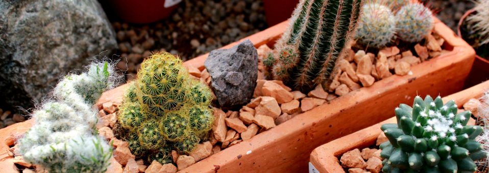 Wide range of Indoor plants...