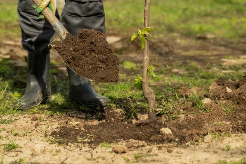 How to plant a tree