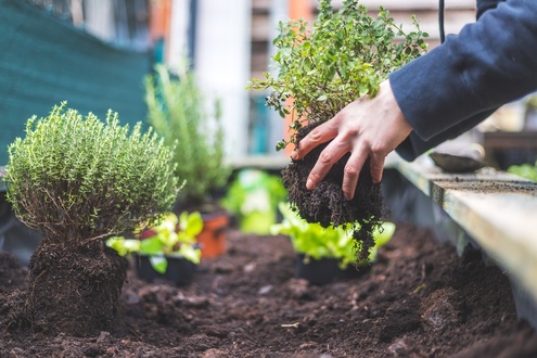 Kitchen garden tips for a successful harvest